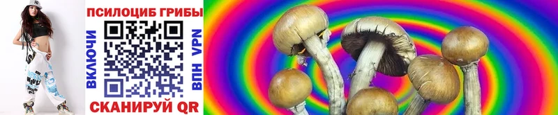 Псилоцибиновые грибы Cubensis  цена   Реж 
